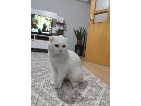 Kedimiz memati sahiplendirilecektir