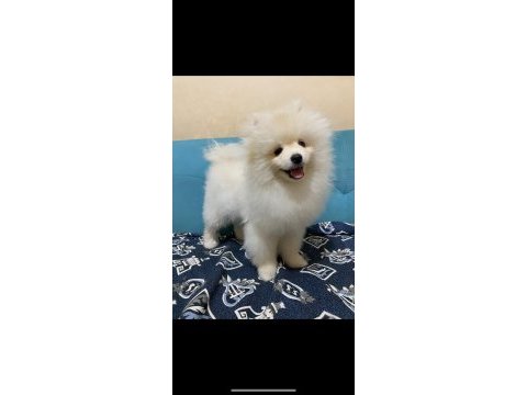 Pomeranian köpeğimiz