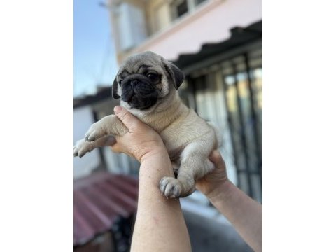 Pug mops yavruları