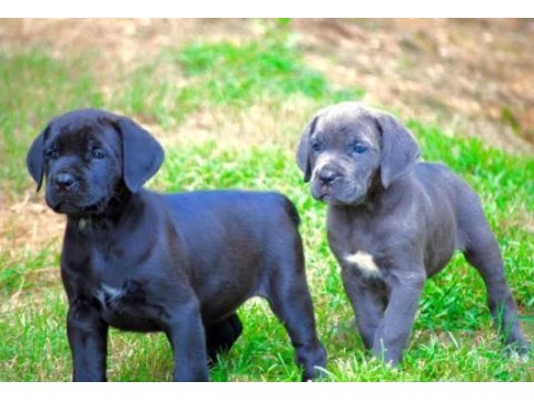 A scrli anne babadan cane corso yavrular kapıda ödeme