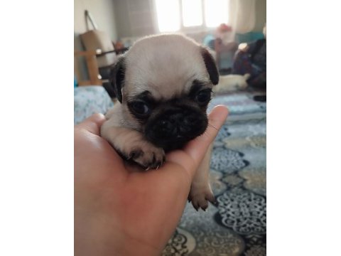Pug mops 55 - 65 günlük erkek - dişi yavrular