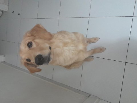 Yeni yuva arıyoruz golden retriever