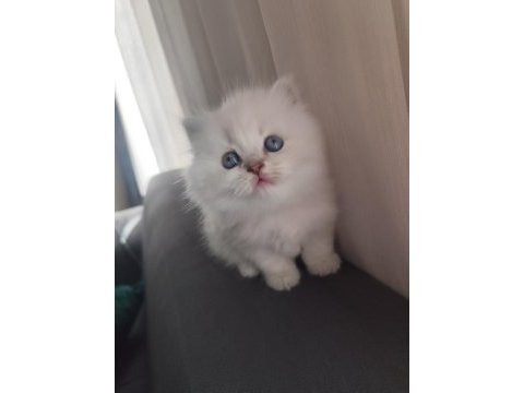 Kan hattı muhteşem kedimiz