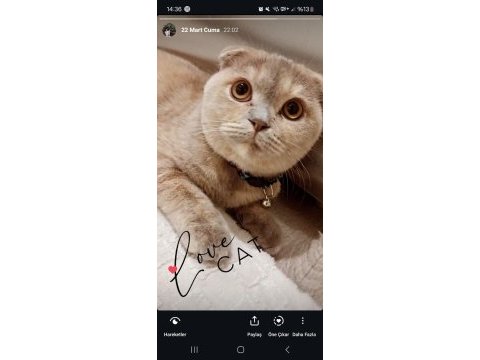 Tam bir dost canlısı scottish fold
