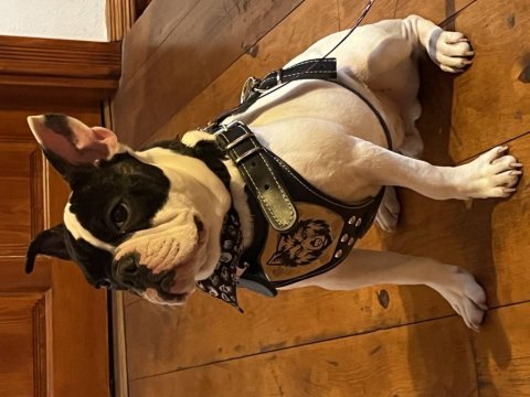 6 aylık erkek fransız bulldog