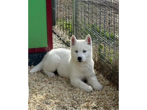 Husky sibirya yavruları 