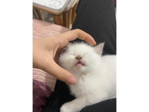 British shorthair yavrularımız yeni ailesine hazırdır