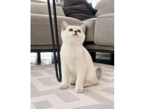 Orijinal british shorthair