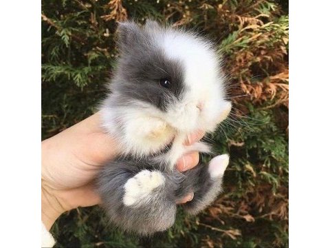 Renkli lop ve cüce tavşan yavruları (evcil)