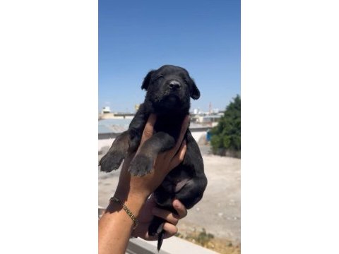 Irk ve sağlık garantili a kalite belçika bebekler