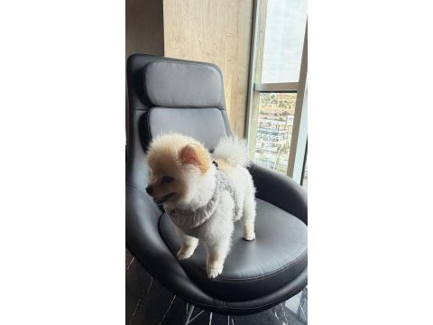 A kalite pomeranian boo ankara içi elden verilecek