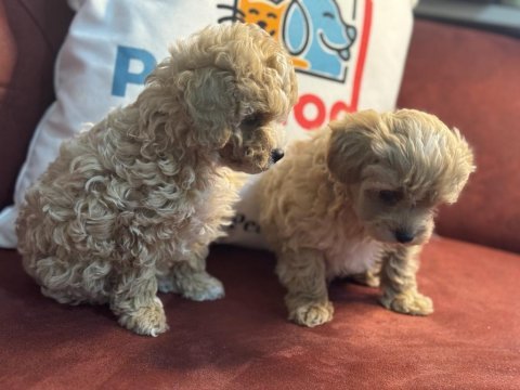 Petmode köpek çiftliğinden maltipoo yavrular