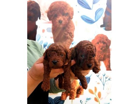 Toy poodle yavrularımız ruhsatlı çiftliğimizden