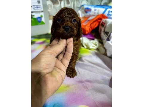 Orjinal toy poodle yavrularımız ev ortamından