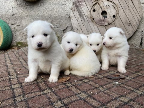 Kar beyaz samoyed yavrular ırk ve sağlık garantili