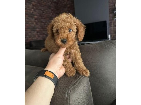 Eşsiz toy poodle dişi çikolata
