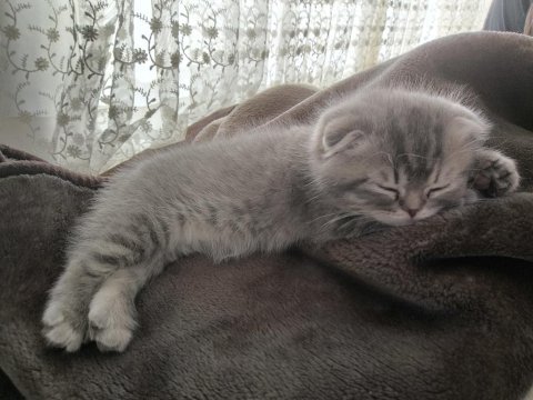 Ankara scottish fold kedimiz