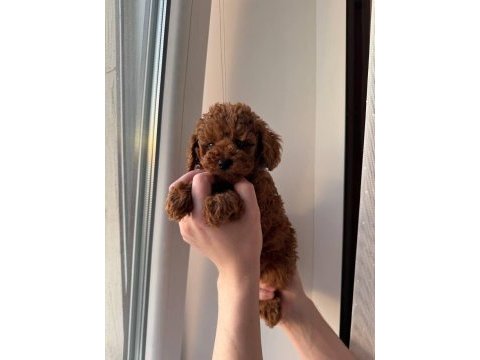 Bal gibi poodle