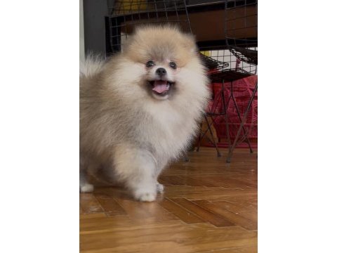 Pomeranian boo orange erkek