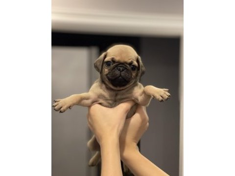 Irk garantili pug yavrular