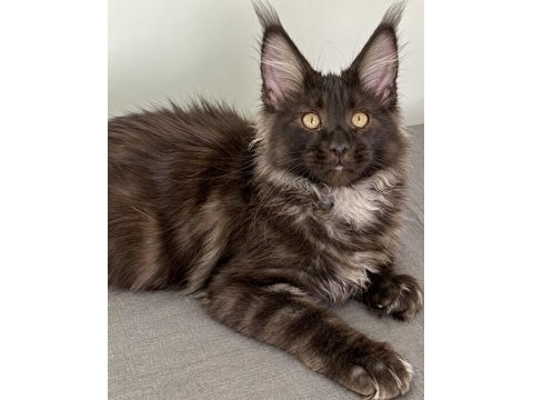 Maine coon erkek ns black smoke