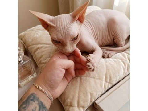 4 aylık erkek safkan sphynx