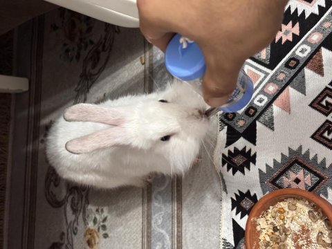 Bütün bakımları yapılmış tavşan