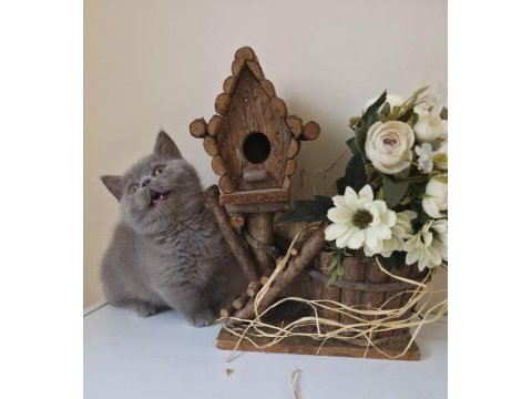 Munchkın cüce kedimiz