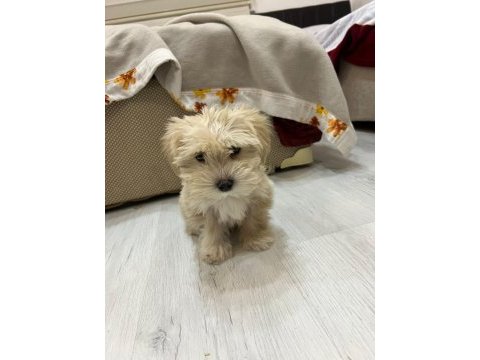 Muhteşem güzellikte maltipoo yavrularımız