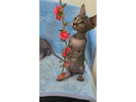 Naked beauty sphynx cattery kedimiz