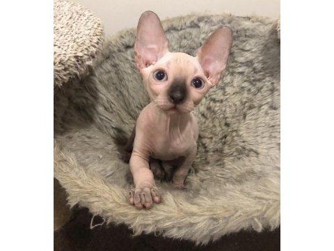 Sphynx yavru kedimiz