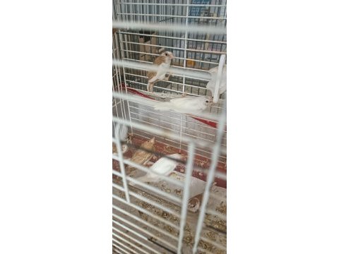 Sahibinden çokta sayıda bengal ispinozu
