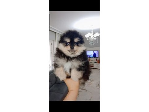 Pomeranian boo 2 aylık köpeğimiz
