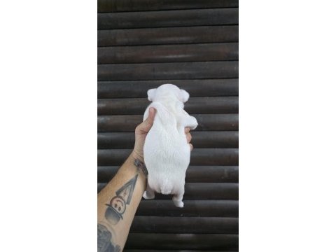 French bulldog klasik