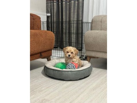 Maltipoo 2.5 aylık