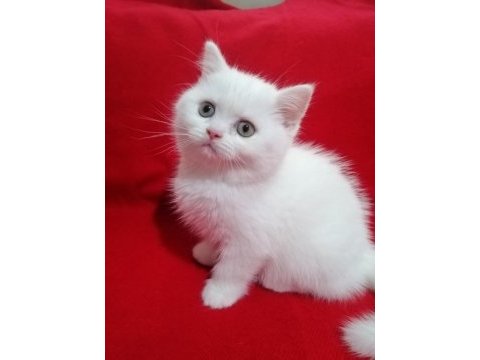 Son kalan dişi oyuncu bebeğim british shorthair