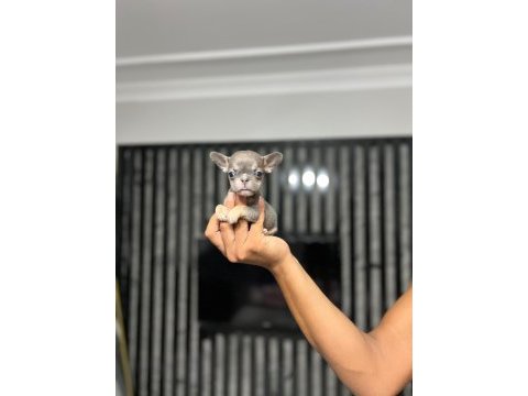 Micro boy exotic lilactan french bulldog erkek