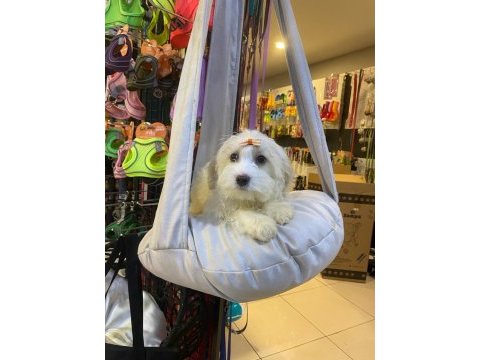 Maltese terrier yavrular