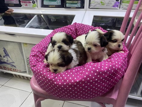 A kalite shih tzu yavrular
