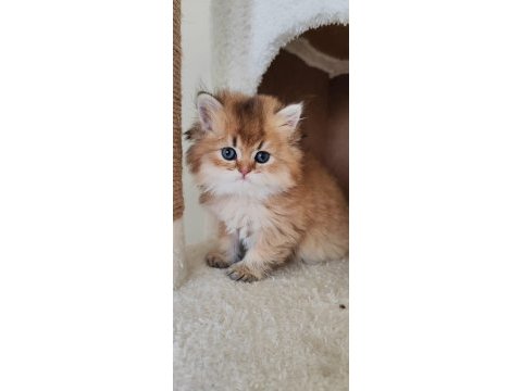 British longhair 50 günlük