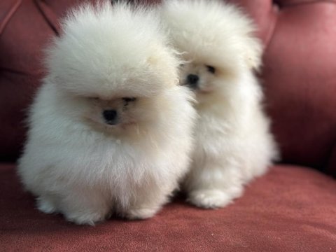 Tea cup pomeranian yavrularımız ziyarete açık