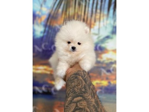 Sağlık ve ırk garantili pomeranian boo