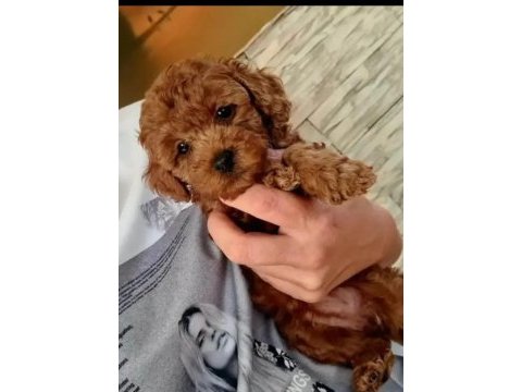 Toy poodle kendi yavrularımız uygun verilecek