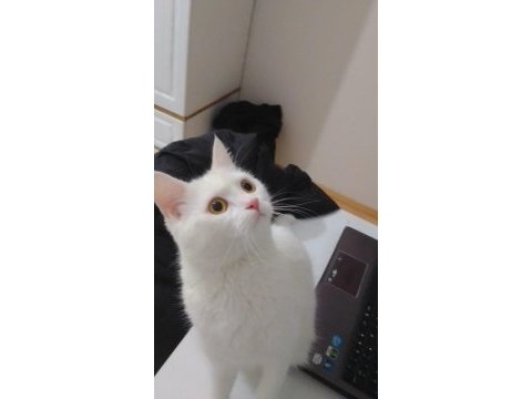 Ankara kedisi dişi 1 yaşında (yer kayseri)