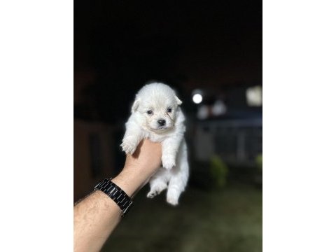 Pomeranian yavrularımız