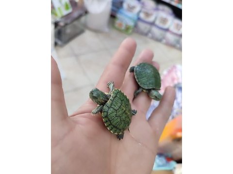 Su kaplumbağası bebek kırmızı yanak
