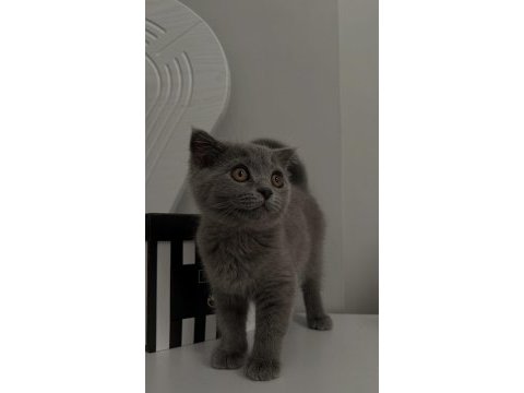 Scottish fold yavrumuz yeni yuva arıyor