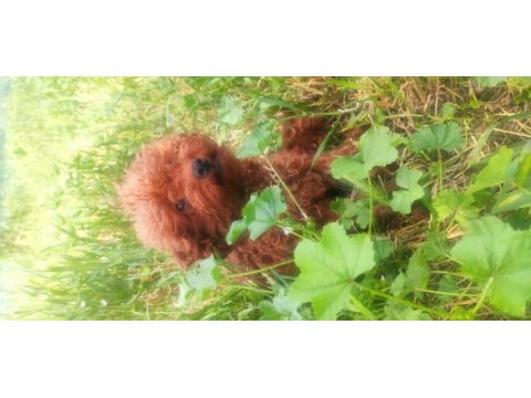 Kore poodle bebekler