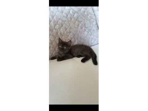 British shorthair dişi