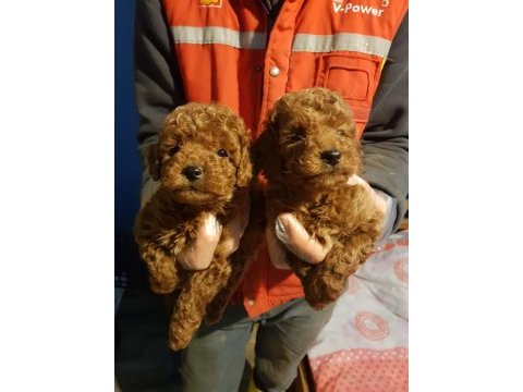 Red brown a kalite orjinal toy poodle yavrular